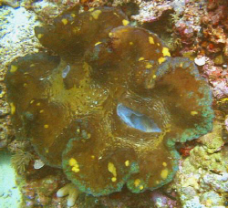 Giant clam.  Nikonos V 28mm lense by Marylin Batt 